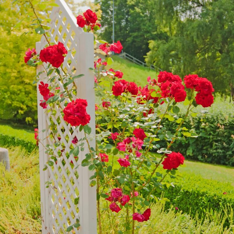 Set 5 Red Climbing Rose - Don Juan