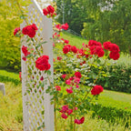 Set 5 Red Climbing Rose - Don Juan