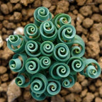 Albuca Spiralis Frizzle Sizzle Plant 3.5 Inch Pot - Curly Live Houseplant