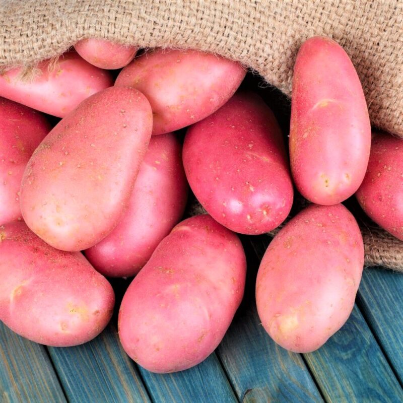 Seed Potatoes for Planting Outdoors, Potato Seeds, Red Potatoes, Fresh Heirloom and Non GMO Potato Seeds, Potato Tuber, 2 Pound
