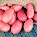 Seed Potatoes for Planting Outdoors, Potato Seeds, Red Potatoes, Fresh Heirloom and Non GMO Potato Seeds, Potato Tuber, 2 Pound