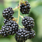 Blackberry Plants, Pack 2 Thornless Blackberry Plants Live for Planting, Blackberry Bush Live Plant, Blackberries Plants, Fruit Bushes Live Plant, Blackberry Fruit Trees 5 to 9 Inches Tall