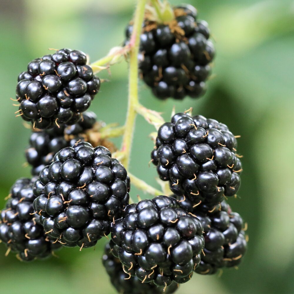 Blackberry Plants, Pack 2 Thornless Blackberry Plants Live for Planting, Blackberry Bush Live Plant, Blackberries Plants, Fruit Bushes Live Plant, Blackberry Fruit Trees 5 to 9 Inches Tall