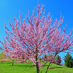 Set 3 Forest Pansy Redbud Trees - 4-5 Ft - 2 Years Old- Zones 5-9 - Native Eastern Red Bud Trees Live Plants Outdoor - Fast Growing Cercis Canadensis