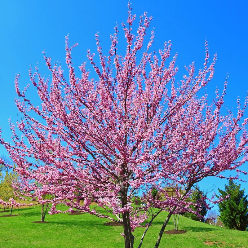 Set 3 Forest Pansy Redbud Trees - 4-5 Ft - 2 Years Old- Zones 5-9 - Native Eastern Red Bud Trees Live Plants Outdoor - Fast Growing Cercis Canadensis