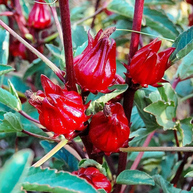 Red Roselle Hibiscus, Sorrel Jamaica Plant In 4" Pot