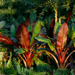 Red Banana Tree 4-8 Inc