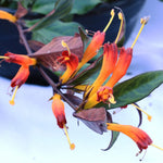Black Pagoda Lipstick Plant Aeschynanthus, In 2 Inc Pot