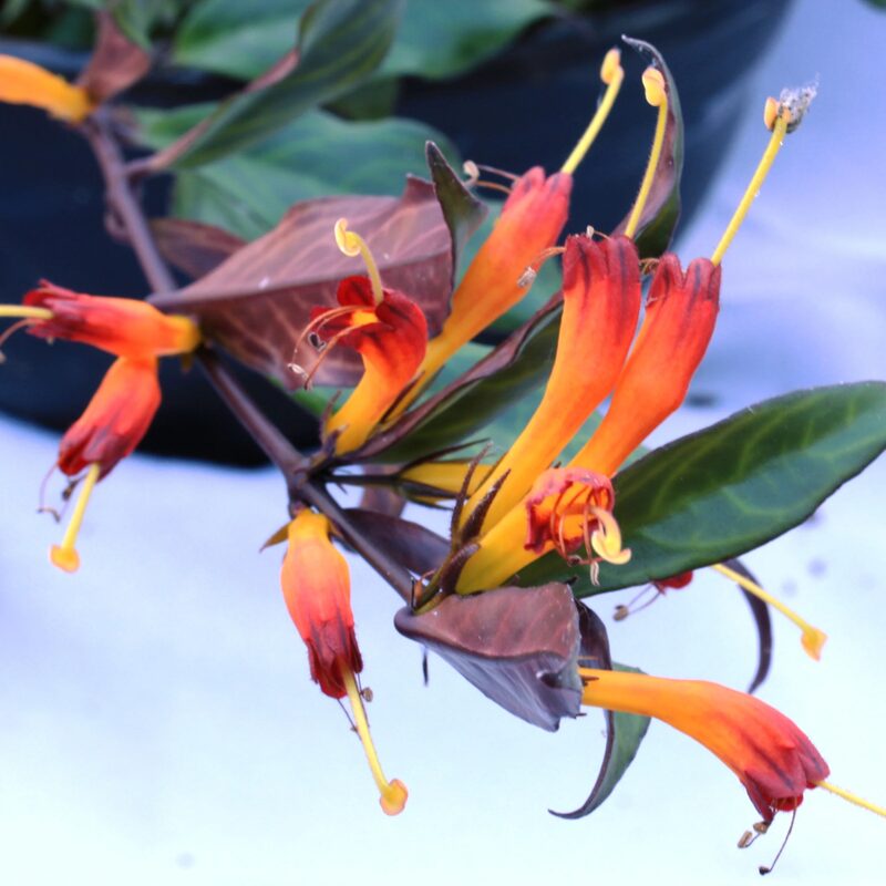 Black Pagoda Lipstick Plant Aeschynanthus, In 2 Inc Pot