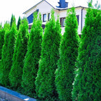 100 Thuja Green Giant Arborvitae Trees Live Plants - 2.5" Pot - 14-18" Tall