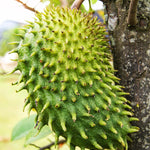 Sweet Soursop Tree 5-9 Inc Tall