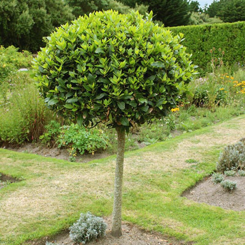 Laurus Nobilis Bay Leaf Tree - Bay Laurel - 2-3Ft Tall - 3 Gallon Pot - Sweet Bay Leaves Live Plant for Planting