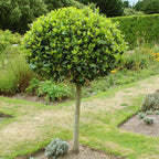 Laurus Nobilis Bay Leaf Tree - Bay Laurel - 2-3Ft Tall - 3 Gallon Pot - Sweet Bay Leaves Live Plant for Planting