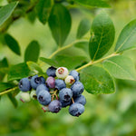 Top Hat Blueberry Plant
