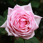 La France Rose Plant Live