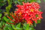 Red Ixora Plant Live - 5 Inc Tall