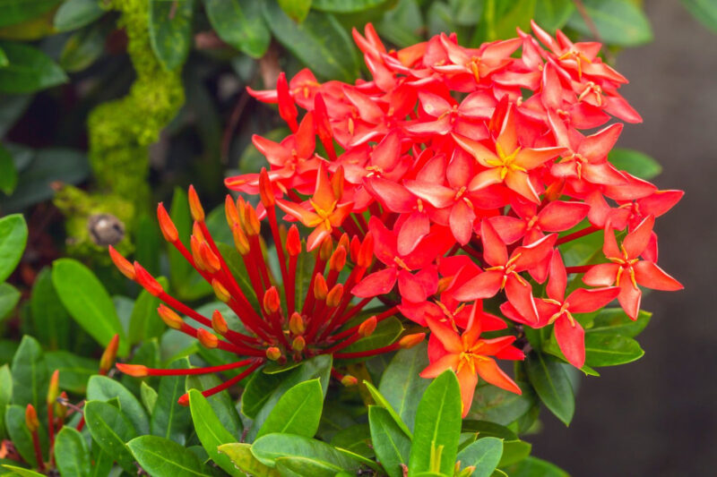 Red Ixora Plant Live - 5 Inc Tall