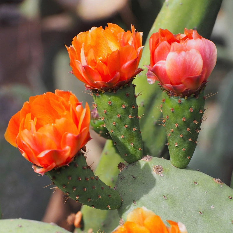 Orange Prickly Pear cactus plants, 6 to 8 inc tall, 2 plants
