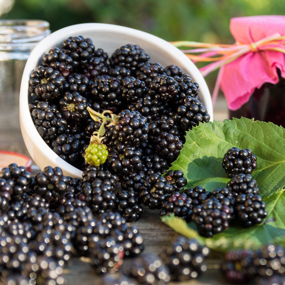 Blackberry Plants, Pack 2 Thornless Blackberry Plants Live for Planting, Blackberry Bush Live Plant, Blackberries Plants, Fruit Bushes Live Plant, Blackberry Fruit Trees 5 to 9 Inches Tall