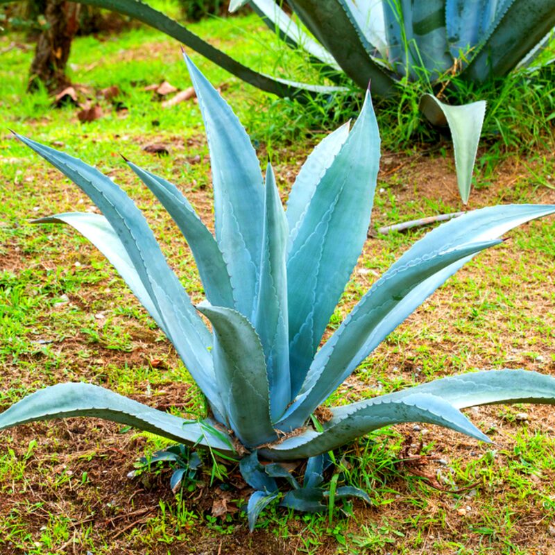 Set 2 Blue Agave Tequilana Tequila Plants Live Maguey Tree Plant - 4" Well Rooted, No Pot