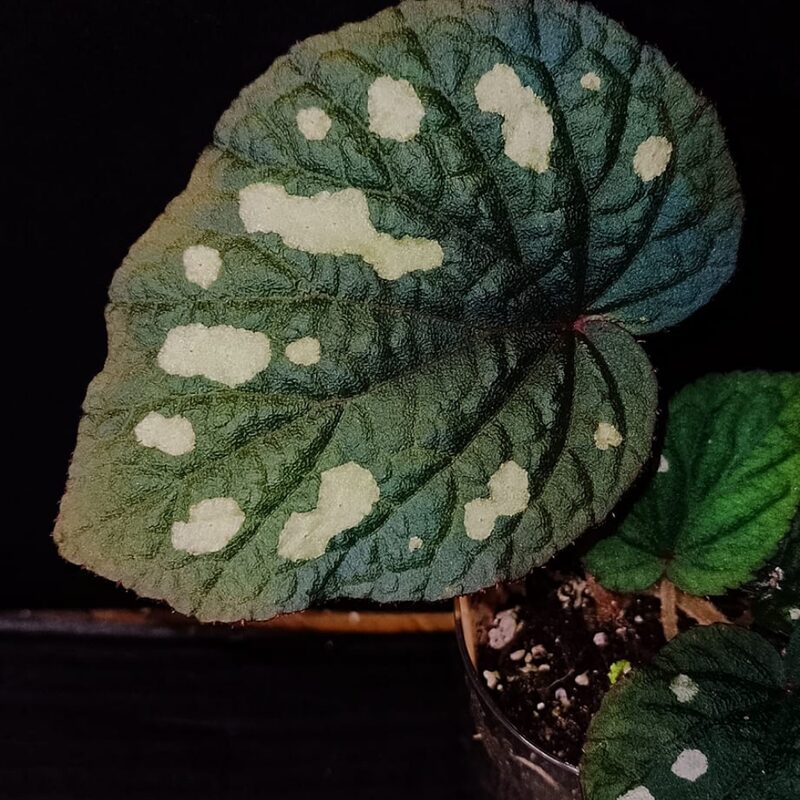 Paleata Palmata Begonia Plant Potted