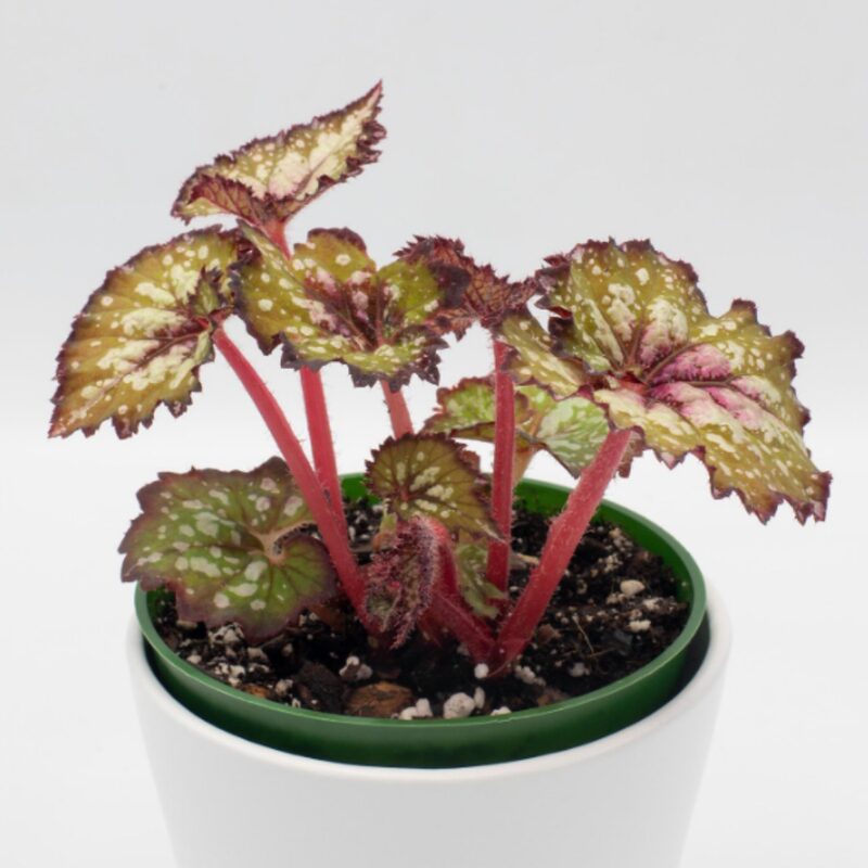 Vertigo Begonia Begonia Plant Potted