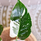 White Princess Philodendron Plant