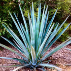 Blue Agave Tequilana Tequila Plant Live Maguey Tree Plant - 7-8" Well Rooted, No Pot