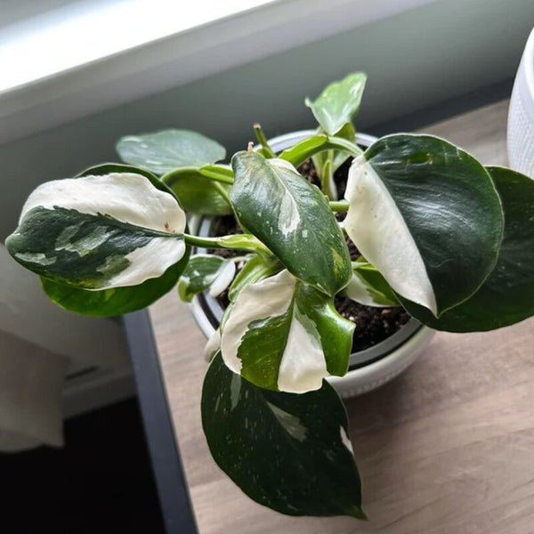 Houseplants