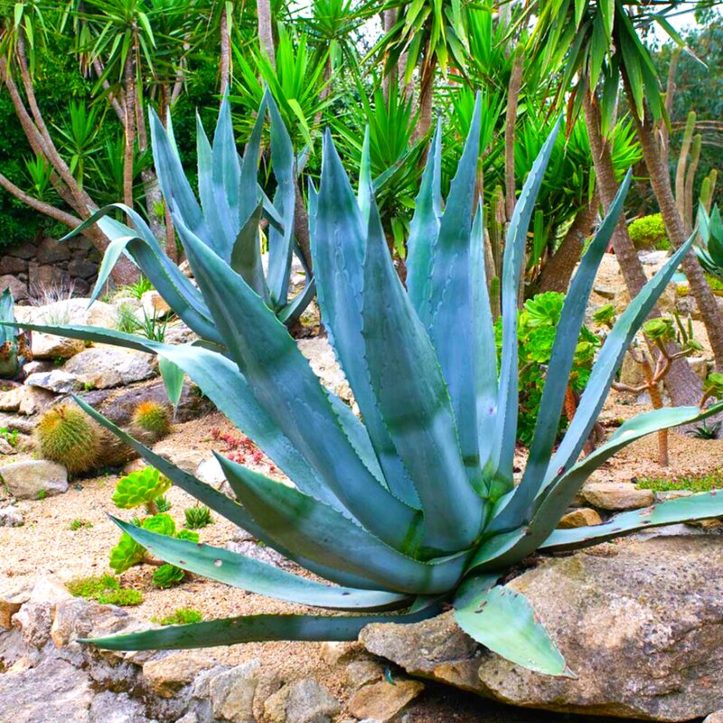 Set 2 Blue Agave Tequilana Tequila Plants Live Maguey Tree Plant - 4" Well Rooted, No Pot