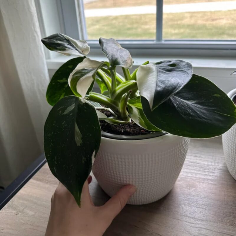 White Princess Philodendron Plant