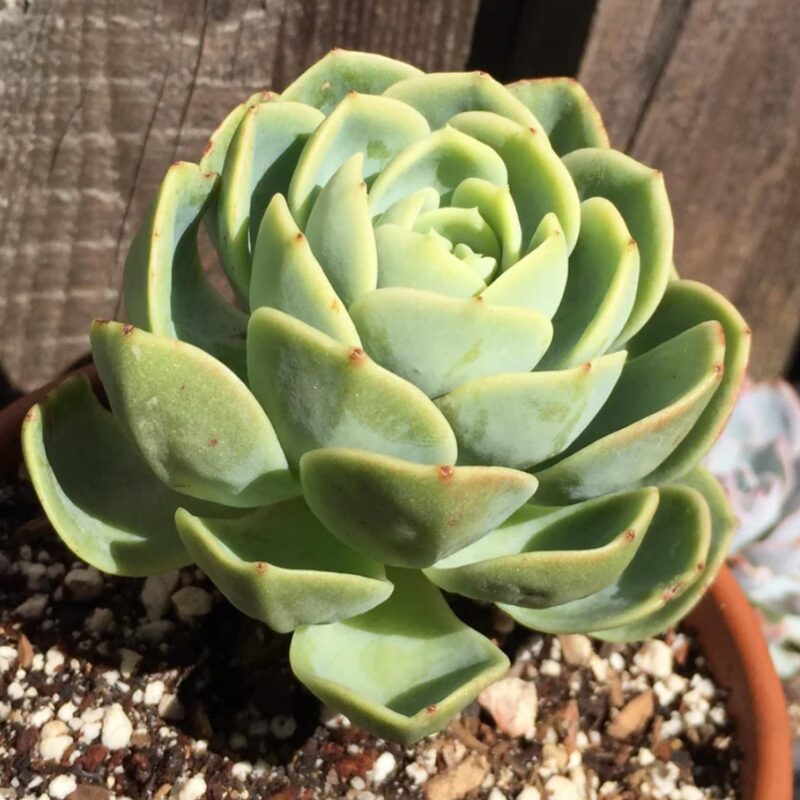 Echeveria Lime And Chile Succulent Plants