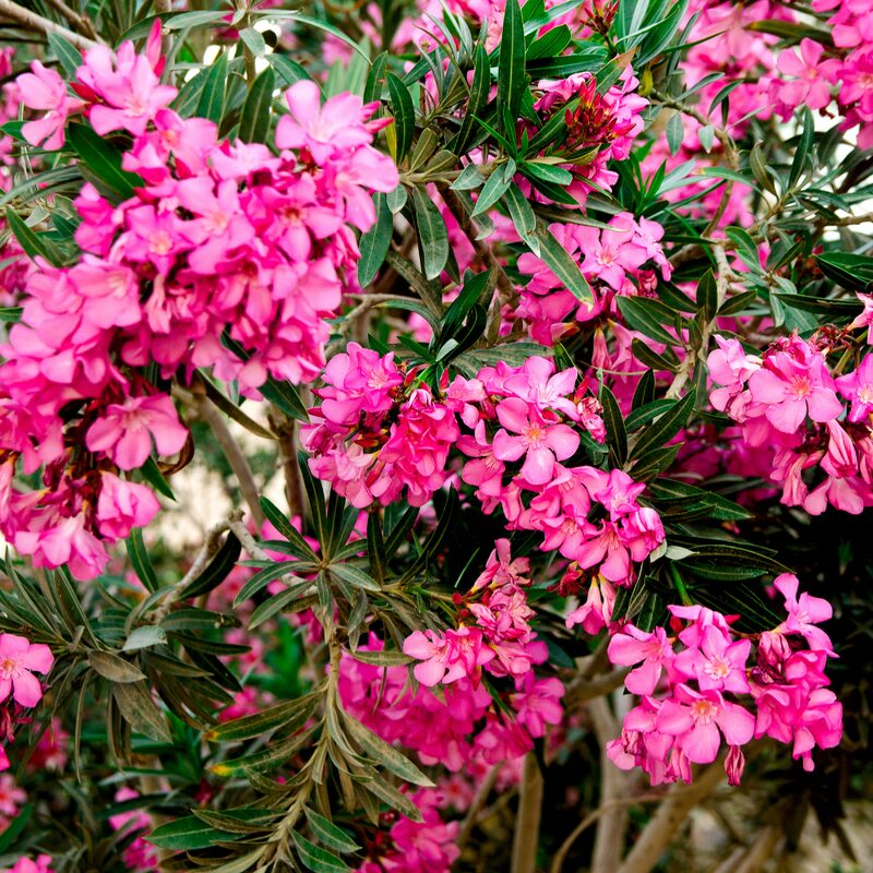 Pink Oleander Plant