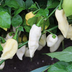 White Bhut Jolokia Ghost Chili Pepper Live Plants For Sale - Set 8 - World Hottest Pepper For Planting - Easy To Transplant - Well Rooted &amp; Healthy