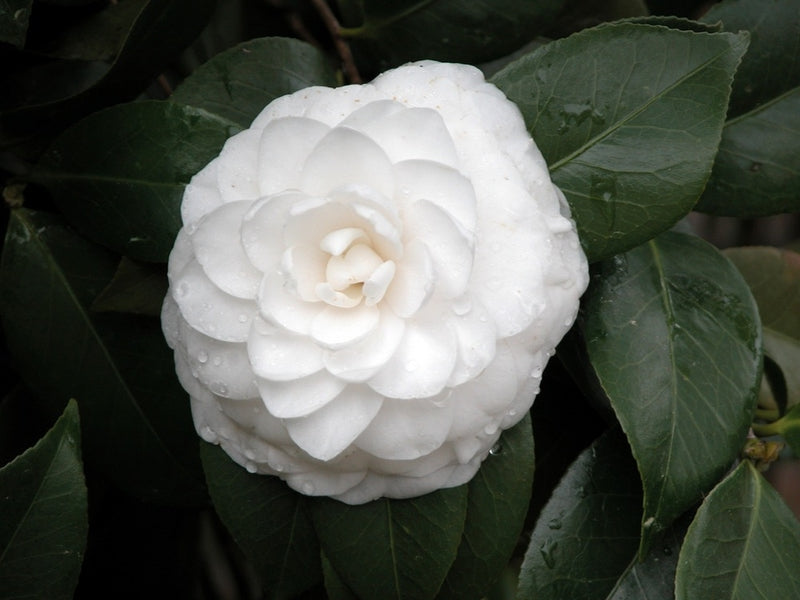 White Camellia Plant Live, 6 to 12 Inch Tall in Pot