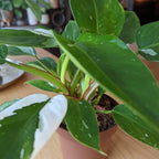 White Princess Philodendron Plant