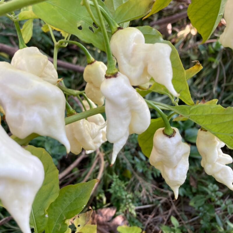 White Bhut Jolokia Ghost Chili Pepper Live Plants For Sale - Set 10 - World Hottest Pepper For Planting - Easy To Transplant - Well Rooted &amp; Healthy