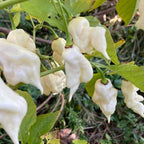 White Bhut Jolokia Ghost Chili Pepper Live Plants For Sale - Set 10 - World Hottest Pepper For Planting - Easy To Transplant - Well Rooted &amp; Healthy