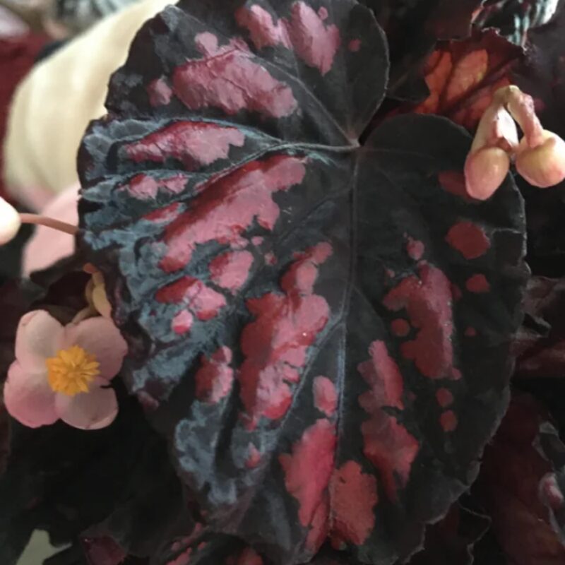 Black Beauty Heart Begonia Plant Potted