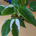 White Princess Philodendron Plant