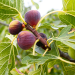 Set 2 Celeste Fig Trees 4-8 Inch Tall