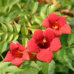 Trumpet Plant Live, Trumpet Vine In 2.5 Inch Pot (Flamenco Red, Orange, Yellow, Red)
