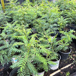 Curry Leaf Tree Murraya Koenigii 2 Feet Height