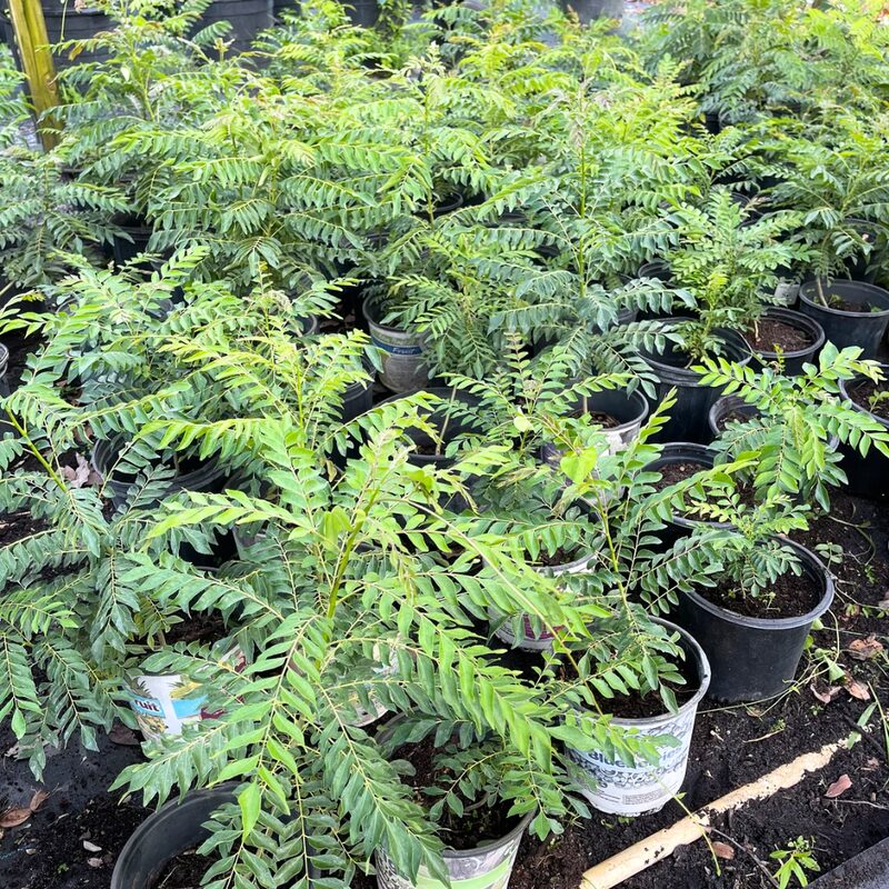 Curry Leaf Tree Murraya Koenigii 2 Feet Height