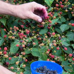 Sweetie Pie Blackberry Plants