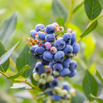 Top Hat Blueberry Plant