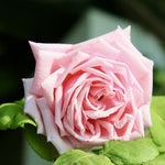 La France Rose Bush