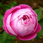 Reine Victoria Rose Plant Live