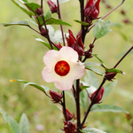 Red Roselle Hibiscus Plant Live, Sorrel Jamaica In 4" Pot