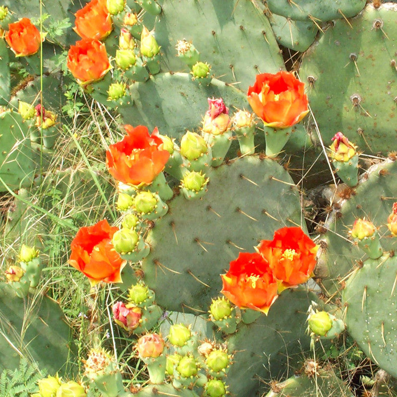 Orange Prickly Pear cactus plants, 2 plants, 6 to 8 inc long